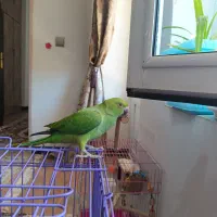 طوطی ملنگو|پرنده|شهرضا, |دیوار