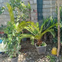 گل  خانه|گل و گیاه طبیعی|آزادشهر, |دیوار