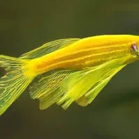 فروش ویژه ماهی زبرا هیبرید