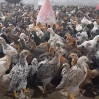جوجه مرغ بومی نیمچه جهادی گلپایگانی بلک استارکاکلی