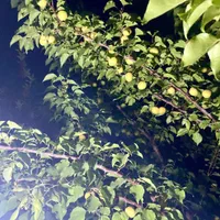 باغ درخت میوه و سبزی ۱۶۰۰متری همراه خانه ی۵۰متری|فروش زمین و ملک کلنگی|مشهد, مقصود آباد|دیوار