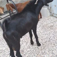 پازن هیکلی و سرحال|حیوانات مزرعه|بندر امام خمینی, |دیوار