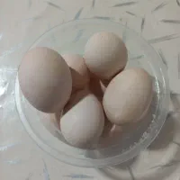 تخم مرغ خانگی