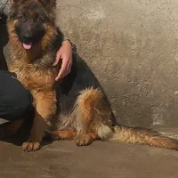 ژرمن ماده برای کشش ، جفتگیری|سگ|گنبد کاووس, |دیوار