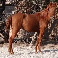 مادیان
