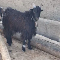 بزغاله نر