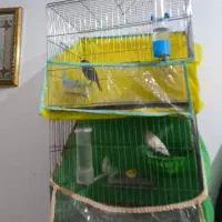 جفت قناری نروماده