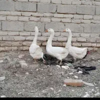 قوغاز یک جفت نزدیک به تخم هستند|حیوانات مزرعه|زابل, |دیوار