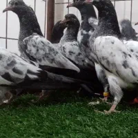 کبوتر تیدی پاکستانی پتی والا.