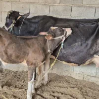 گاگوساله نر