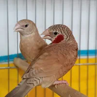 فنج گلو بریده روبان نارنجی و قرمز کارداده و مولد|پرنده|قم, نیروگاه|دیوار