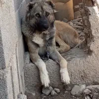 سگ گمشده|حیوانات|نیشابور, مازول|دیوار