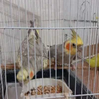 طوطی عروس جفت آماده تخم گذاری