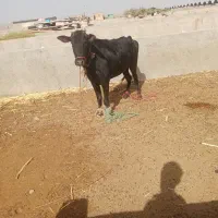 گوساله ماده یک سال و نیم نهبندان|حیوانات مزرعه|بیرجند, |دیوار