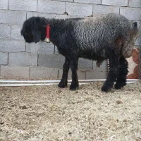 دوراس  بره  قوچی|حیوانات مزرعه|نورآباد ممسنی, |دیوار