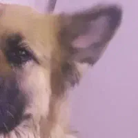 سگ ژرمن پیدا شده در تاریخ ۱۴۰۴/۰۸/۰۵