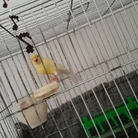 قناری رسمی معمولی آنتیک زرد قواره دار،رخ عالی