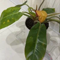 تعویض بلیت کنسرت یگانه