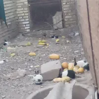 انواع خرگوش|موش و خرگوش|دزفول, |دیوار