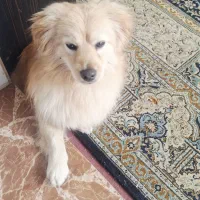 فروش سگ نر اشپیتز یک ساله