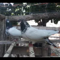 کله دم سبز|پرنده|رزن, |دیوار