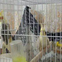 یک جفت عروس هلندی مولد زیبا زرد