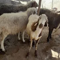 فروش میش|حیوانات مزرعه|پاپی, |دیوار