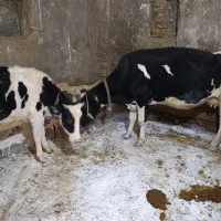 فروش گاو هلشتاین آبستن و البسه چاق