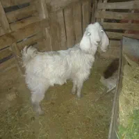 یک عدد کهره ماده جو خور قیمت ۳۷۰۰مقطوع