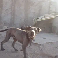 واگذاری سگ نژاد خوب|سگ|زاهدان, |دیوار