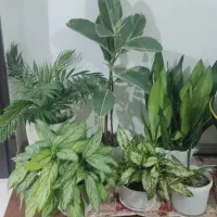 گل آپارتمانی سالم و سرحال