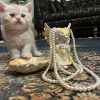 دوتا بچه گربه شیطون ماده|گربه|مشهد, وکیل‌آباد|دیوار