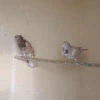 سه عدد کبوتر