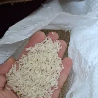 برنج هاشمی مغان