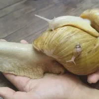 حلزون آچاتینا آلبینو