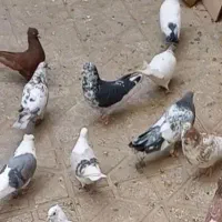 کبوتر گمشده