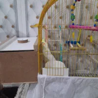 عروس هلندی|پرنده|هریس, |دیوار