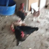 مرغ و خروس محلی|حیوانات مزرعه|هشتگرد, هیو|دیوار