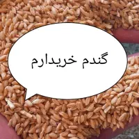 گندم روشن قوّتی