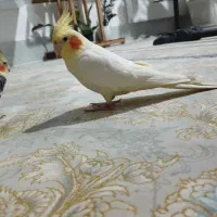 با سلام یک جفت عروس هلندی