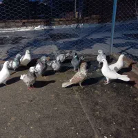 چهار ده عدد کبوتر پرشی