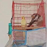 یک جفت عروس هلندی