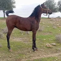 کره اسب
