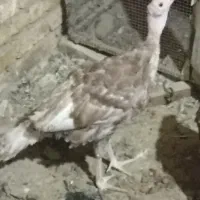 بوقلمون.جوجه بوقلمون.نیمچه بوقلمون