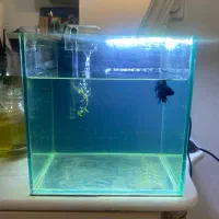 اکواریوم ریملس