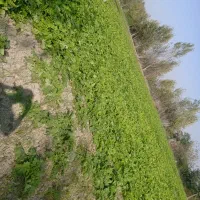 طرب سفید قرمز|خوردنی و آشامیدنی|بندر گز, |دیوار