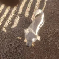 سگ پاپی،واگذاری،نره|سگ|نجفآباد, صالح آباد|دیوار