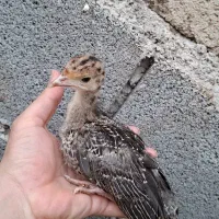 نیمچه بوقلمون مرغ گلپایگانی