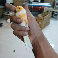 موزایکی|پرنده|قلقل رود, |دیوار