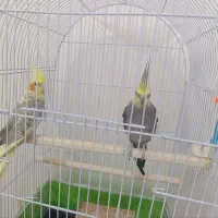 ۲ جفت عروس هلندی